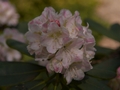 Rhododendron brachycarpum-6 Różanecznik